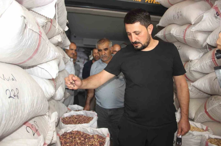 Fıstıkta rekolte düştü 