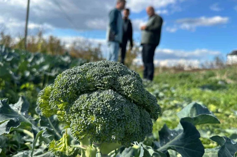 Fiyatı tarlada 10 liraya inen brokoli pazarda 70 liraya satılıyor