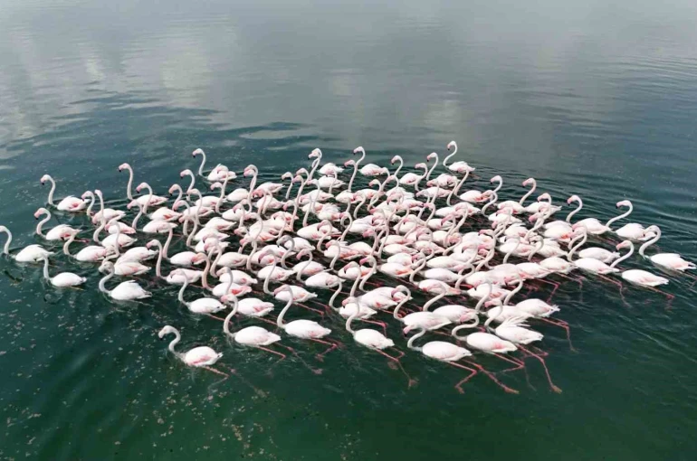 Flamingoların Van Gölü kıyılarında renkli dansı hayranlık uyandırıyor 