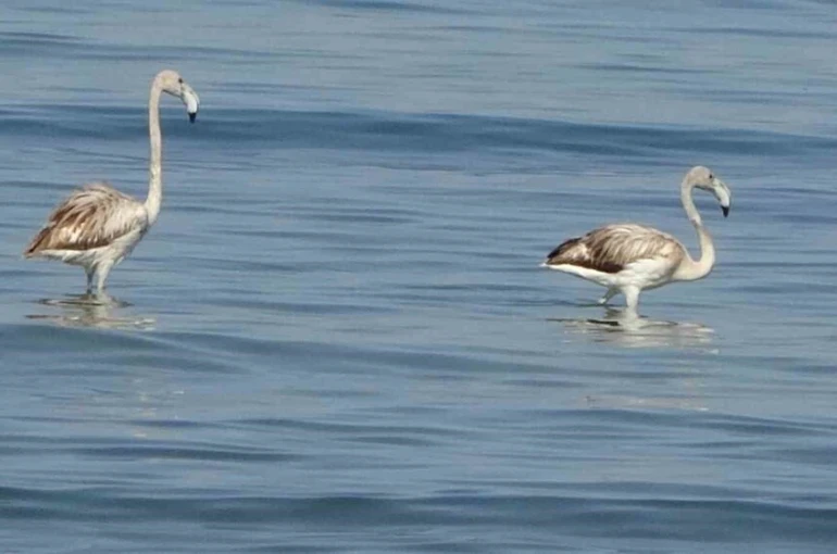 Flamingoların yeni durağı İskele sahili oldu