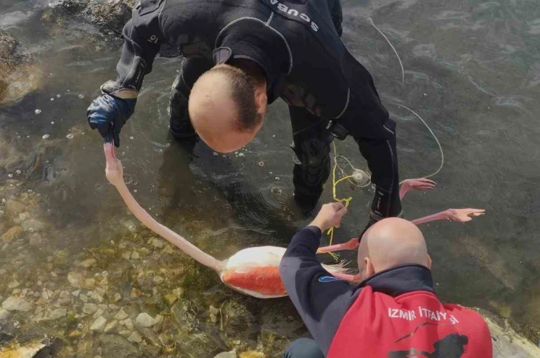 Flamingoya hayat veren kurtarma operasyonu 