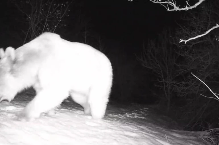 Fotokapana yansıyan yaban hayatı hareketliliği 