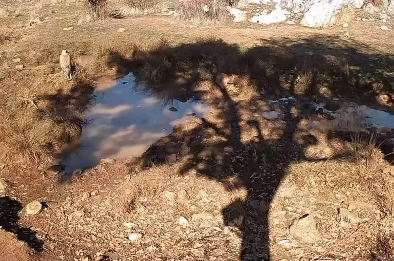 Fotokapanla yaban domuzunun çamur banyosu ve kurdun av peşindeki anı kaydedildi