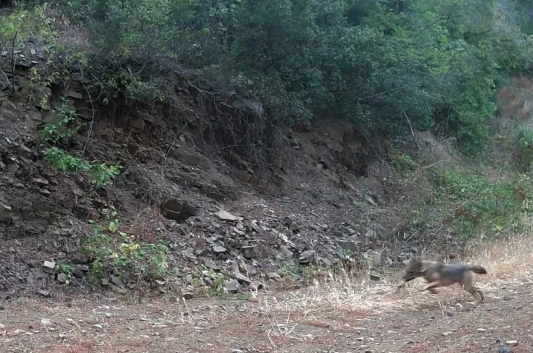 Ganos Dağları’nda çakalın karacanın peşinden gitmesi kamerada 