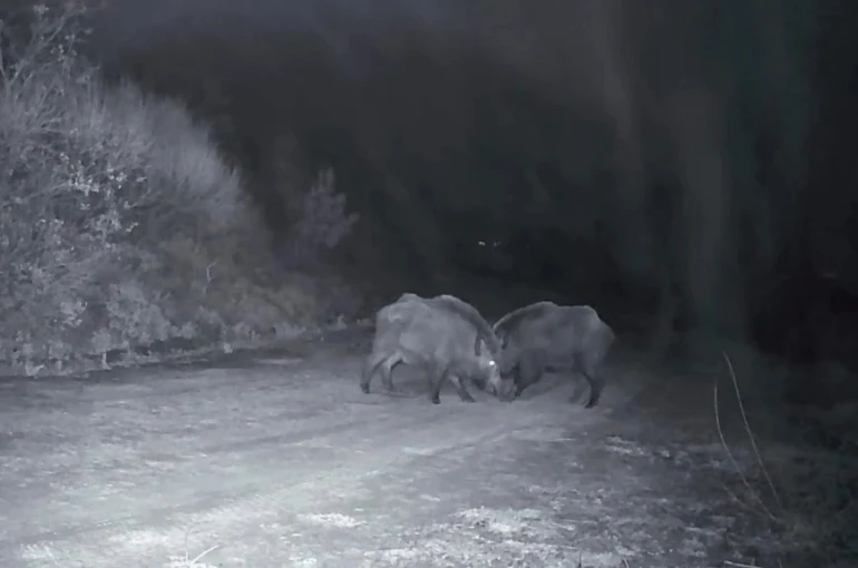 Ganos Dağları’nda domuz sürüsünün kavgası kameraya yansıdı