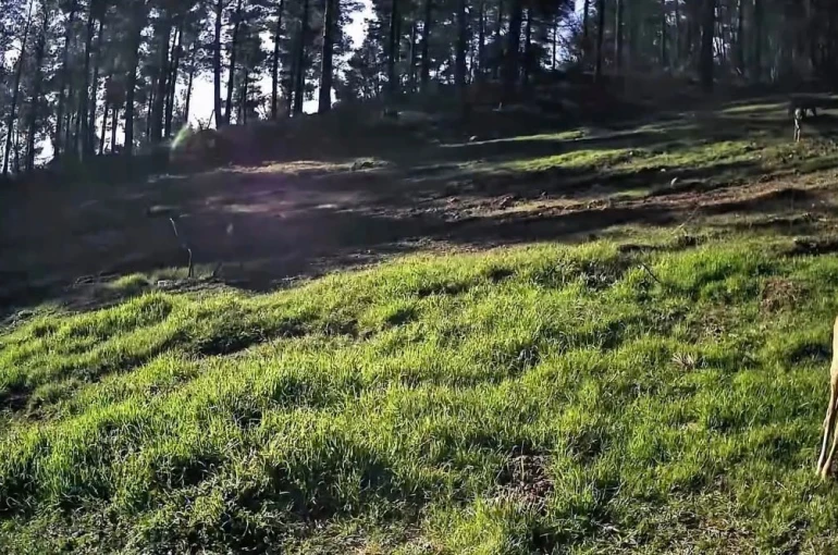 Ganos Dağları’nda karaca sürüsü fotokapana yansıdı 