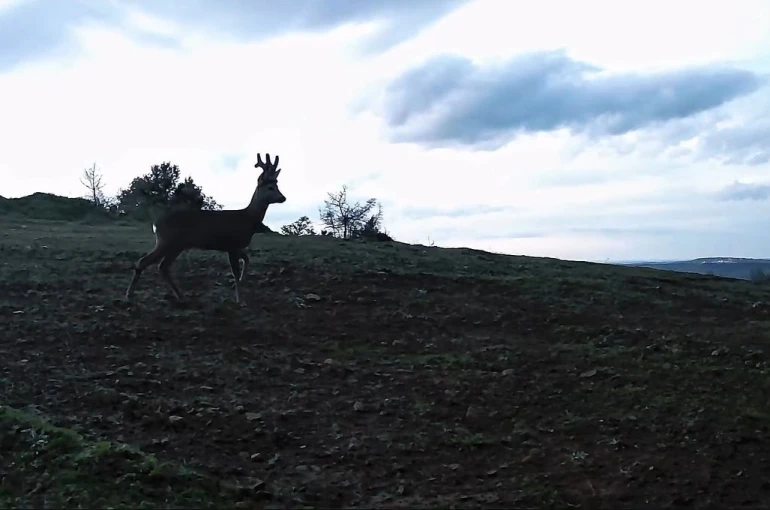 Ganos Dağları’nda karacalar fotokapana yakalandı 