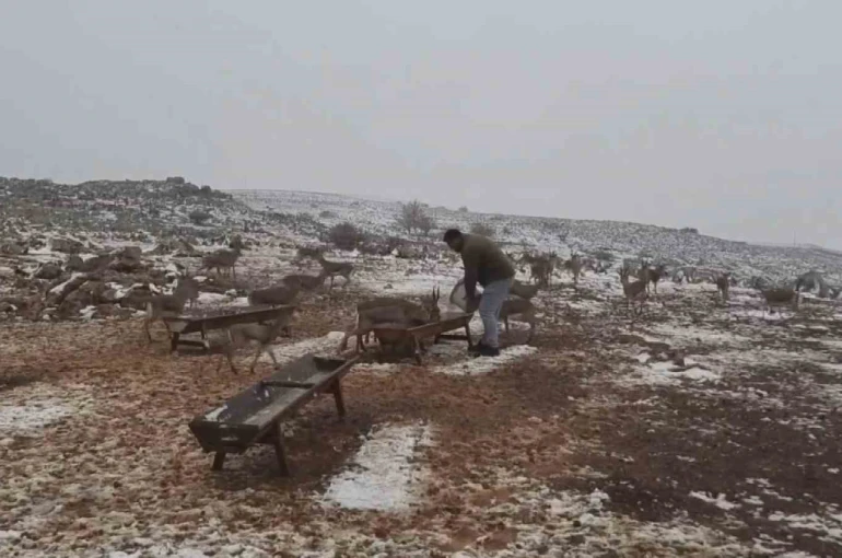 ‘Gazella gazella’ dağ ceylanlarının kar keyfi 