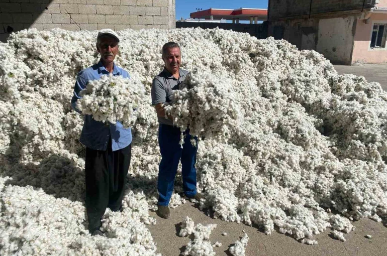 Gaziantep’in Araban ilçesinde pamuk hasadı başladı 
