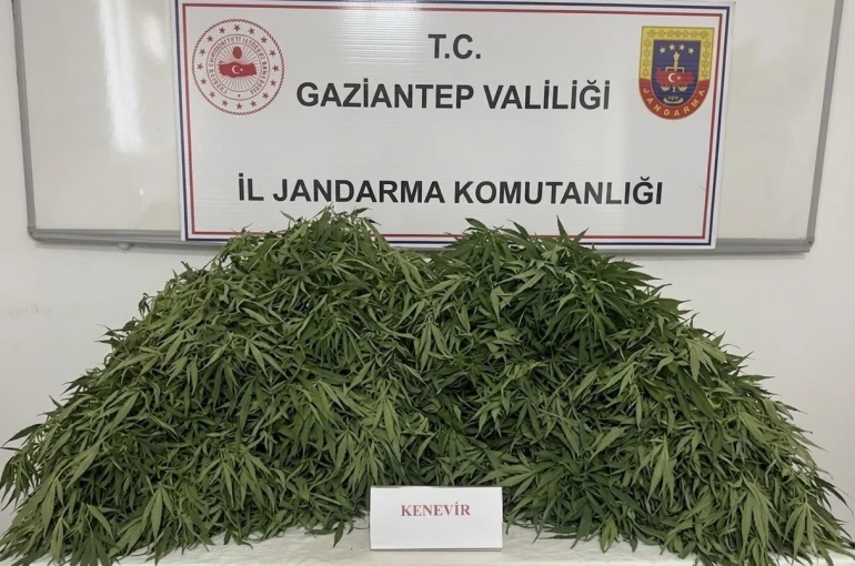 Gaziantep’te 116 kök kenevir ele geçirildi: 9 gözaltı 