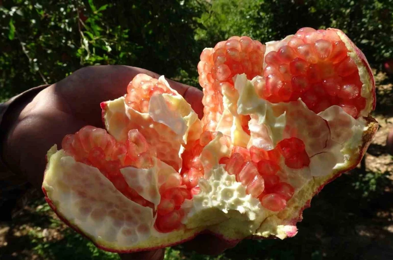 Gaziantep’te nar hasadı başladı 