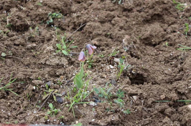 Gediz MYO kampüsünde sürpriz ’Ters Lale’ 