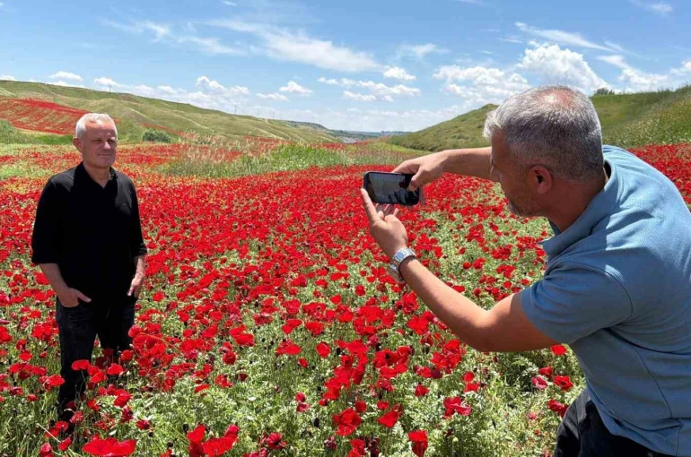 Gelinciklerle kırmızıya bürünen nohut tarlası hayran bıraktı