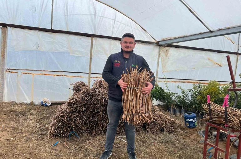 Genç kardeşlerden Sarıgöl ekonomisine 700 bin fidan hamlesi 