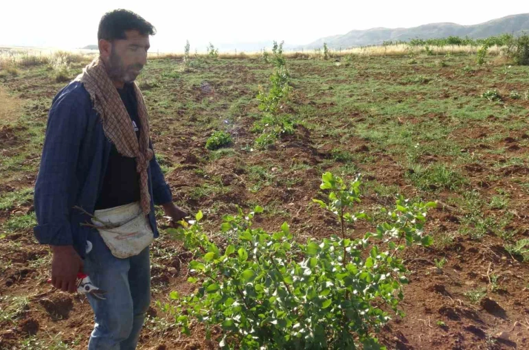 Gercüş’te fıstık aşılama mesaisi başladı 