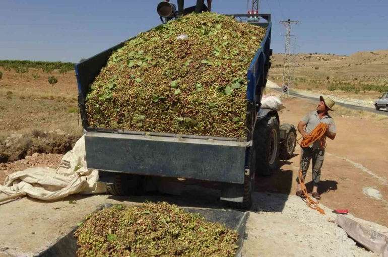Gercüş’te fıstık hasadı başladı 