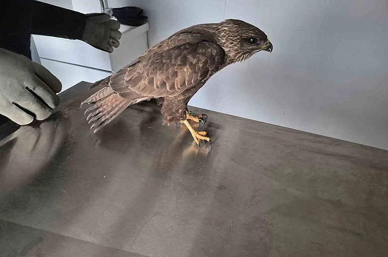 Germencik Belediyesi yaralı şahini tedavi etti 