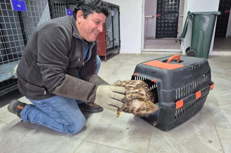 Germencik’te belediyenin ihbar hattı yaban hayvanlarına da umut oluyor