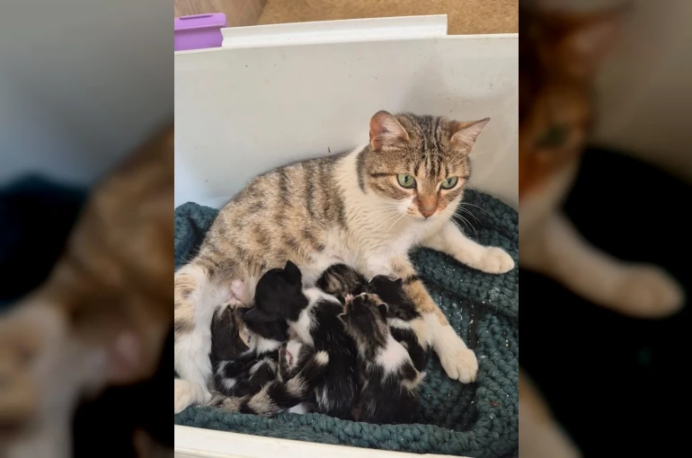 Germencik’te can dostlar yeni yuvalarını arıyor 