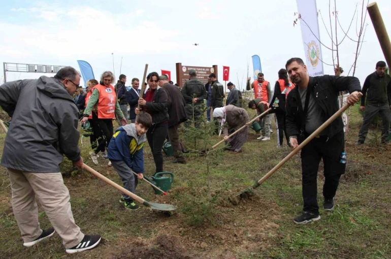 Gerze’de şehit orman görevlileri anısına fidan dikildi 