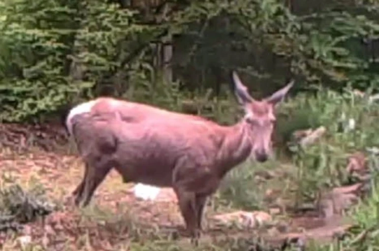 Geyiğin su keyfi fotokapanla görüntülendi 