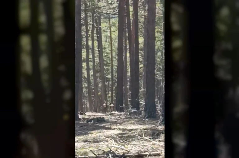 Geyik sürüsü amatör kameraya yansıdı 