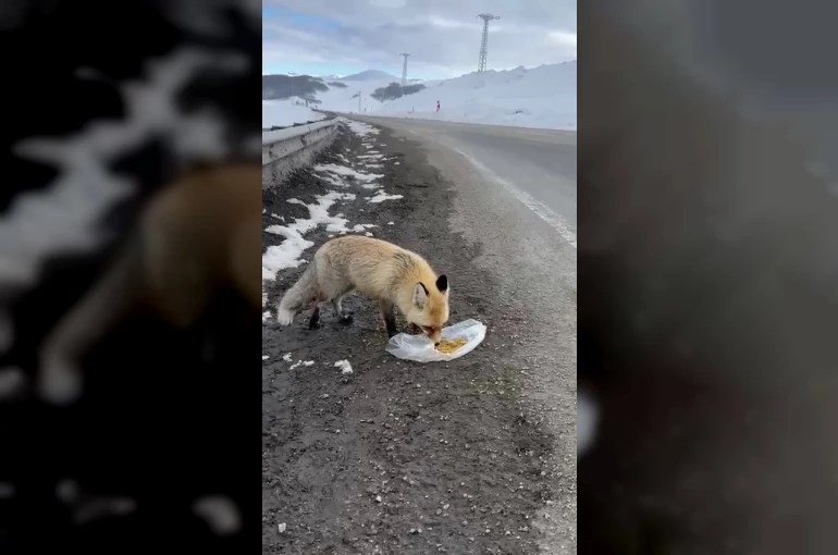 Gezen tilki nasibini buldu 