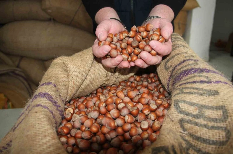 Giresun’da fındık fiyatları tekrar yükselişe geçti 