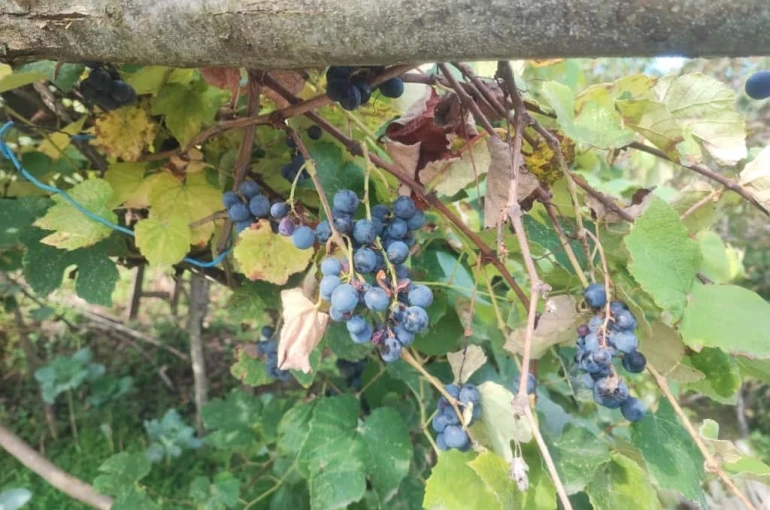 Giresun’da geleneksel kokulu üzüm pekmezi kazanları kaynadı 