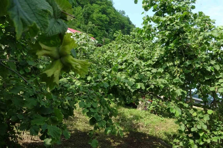 Giresun’da kahverengi kokarcaya karşı samuray arıları doğaya salındı