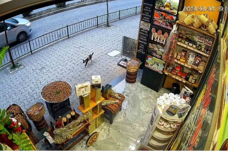 Giresun’da kedinin devirdiği çuvaldaki cevizleri yoldan geçen vatandaşlar topladı