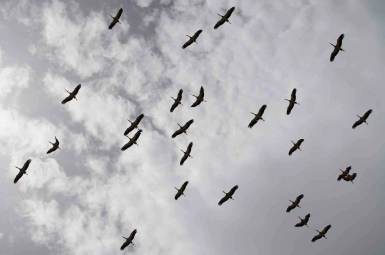 Göç yolculuğunu tamamlayan leylekler, martılarla aynı alanda buluştu 
