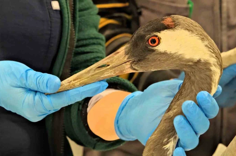 Göç yolunda yaralanan bayağı turnanın tedavisi Ormanya’da sürüyor 
