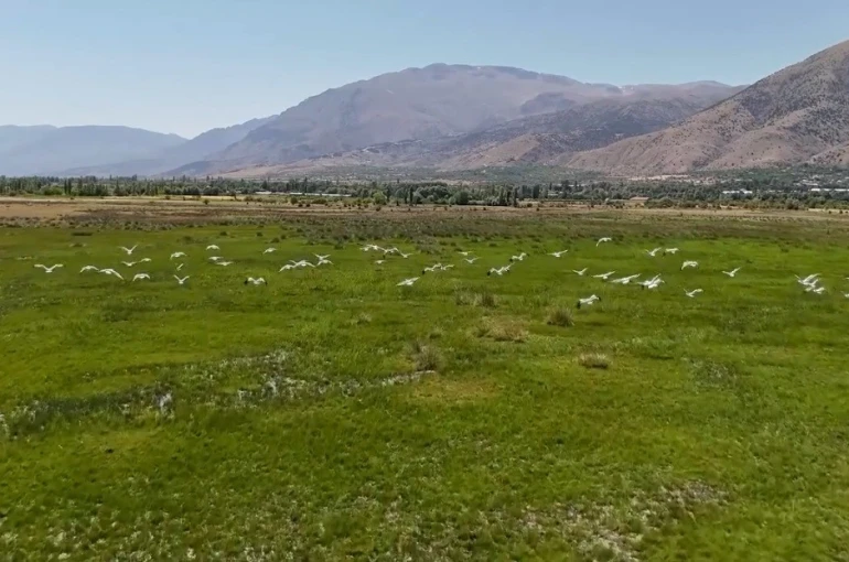 Göç yolundaki leyleklerin Erzincan molası havadan görüntülendi 