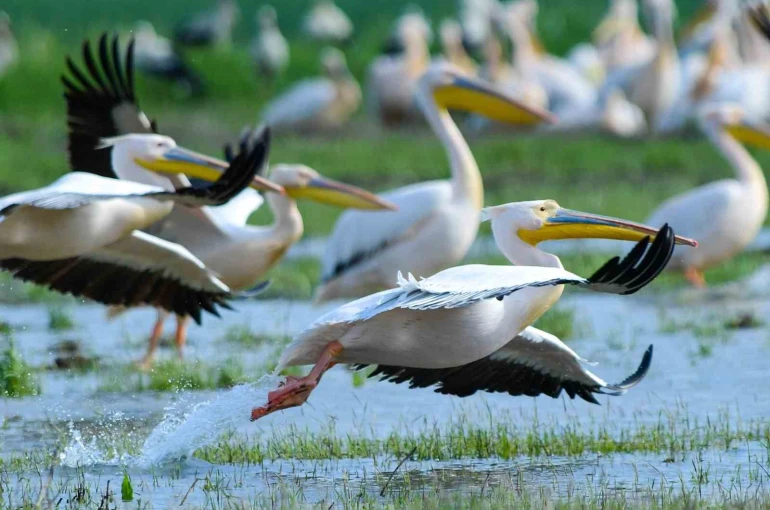 Göç yolundaki pelikan sürüsünün Bursa molası 