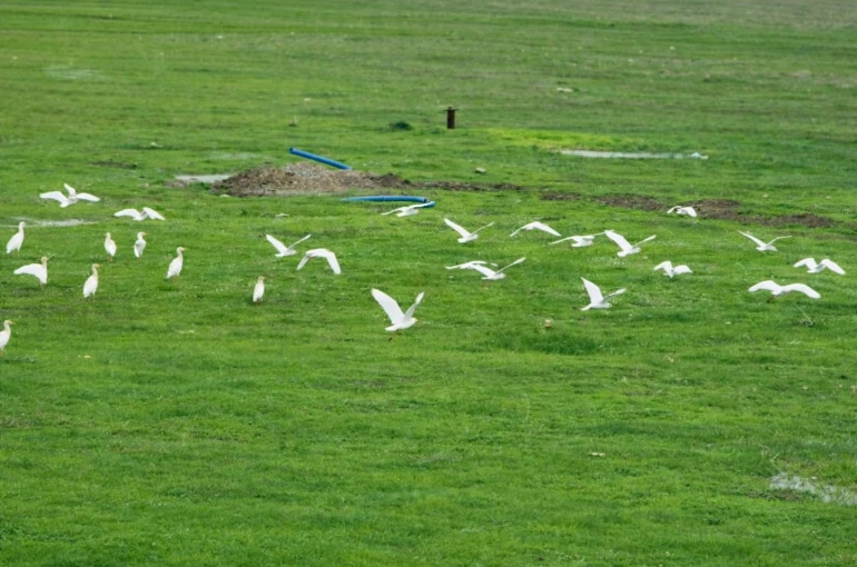 Göçmen kuşlar Muş Ovası’nı süsledi 