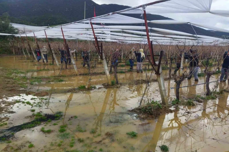 Göle dönen bağlarda budama mücadelesi