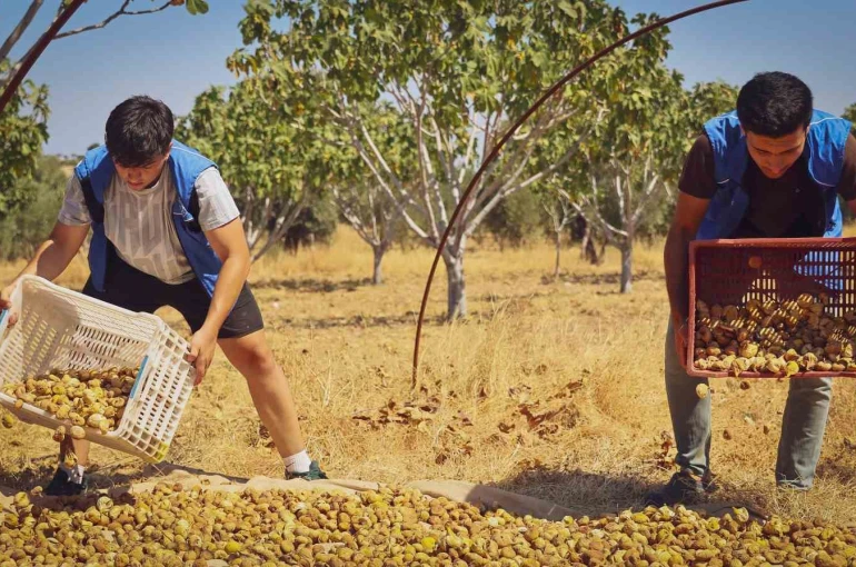 Gönüllü gençler incir üreticisinin alın terine ortak oldu 