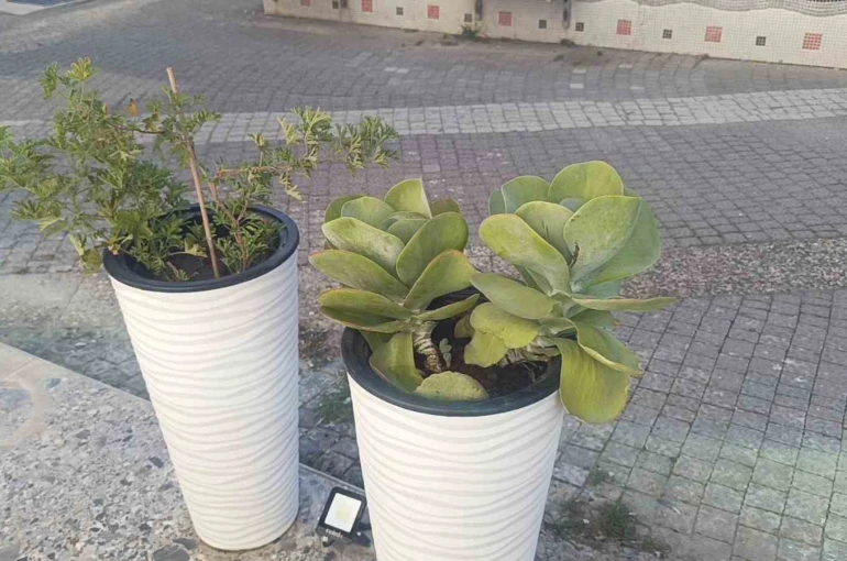 Gözüne kestirdiği saksıdaki çiçeği sökerek götürdü