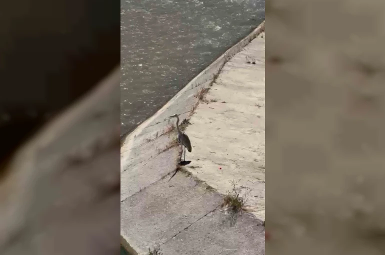 Gri balıkçıl ile martı aynı karede av bekledi