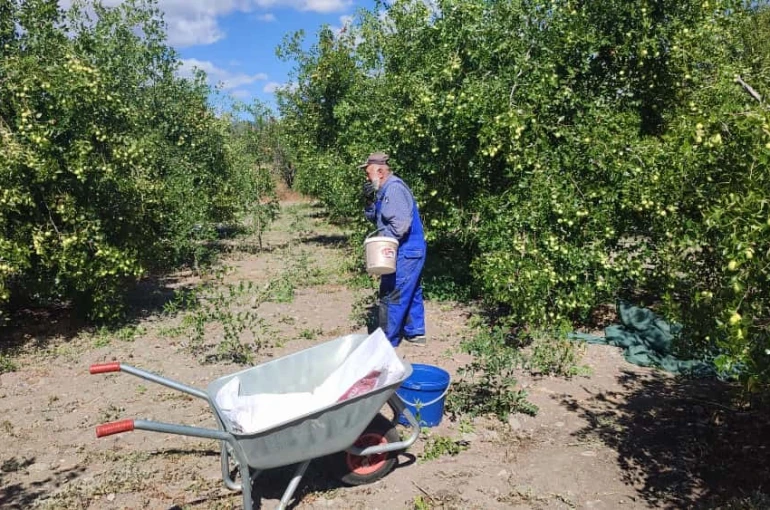 Güdül’de yetişen şifa kaynağı hünnapın hasadı başladı