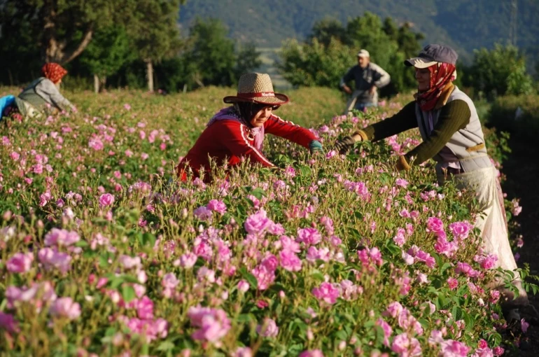 Gül çiçeği taban fiyatı 100 lira olarak açıklandı