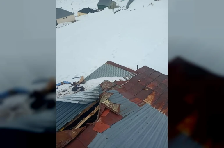 Gümüşhane yaylalarında ayı dehşeti devam ediyor 