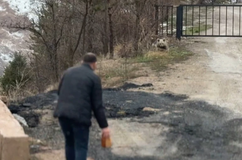 Gümüşhane’de aç kalan yavru ayıyı elleriyle beslediler 