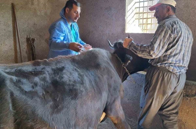 Güroymak’ta şap aşısı çalışmaları aralıksız sürüyor 