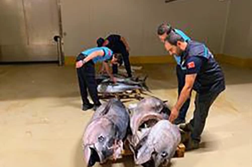 Gürpınar Su Ürünleri Hali’nde denetim: 700 kilogram mavi yüzgeçli orkinosa el konuldu