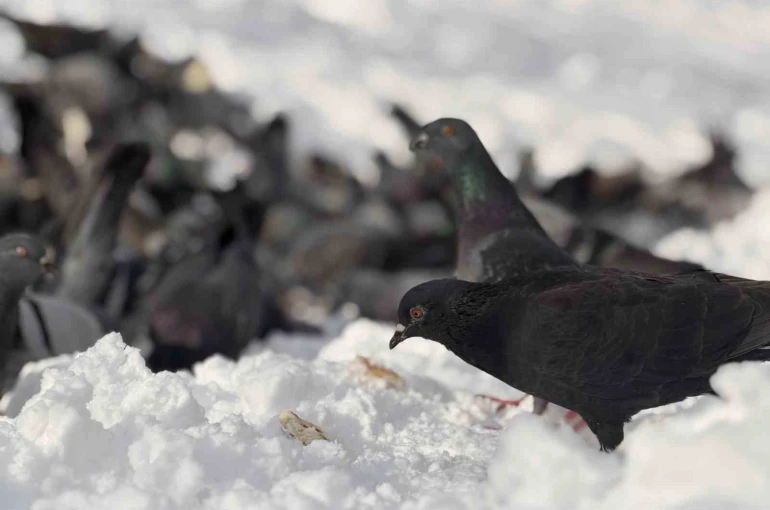 Güvercinleri yemleyen vatandaş yürekleri ısıttı 