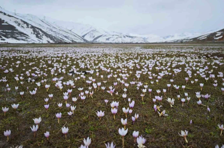 Güzeldere Vadisi bahar çiğdemleriyle süslendi 