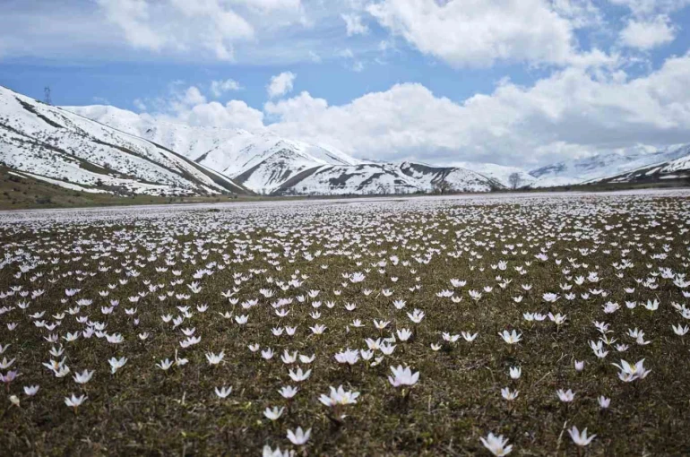 Güzeldere Vadisi’nde bahar şöleni: Çiğdemler görsel ziyafet sunuyor 