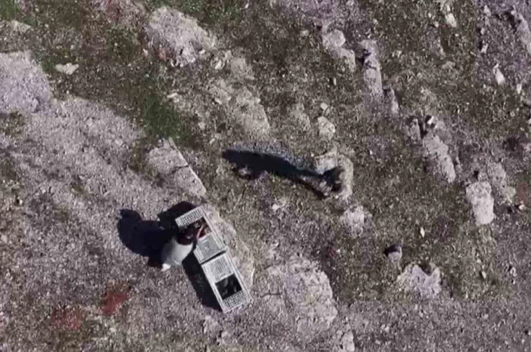 Habur’da ele geçirilen 38 kınalı keklik doğaya salındı 